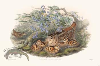 Gould Shore Bird 010